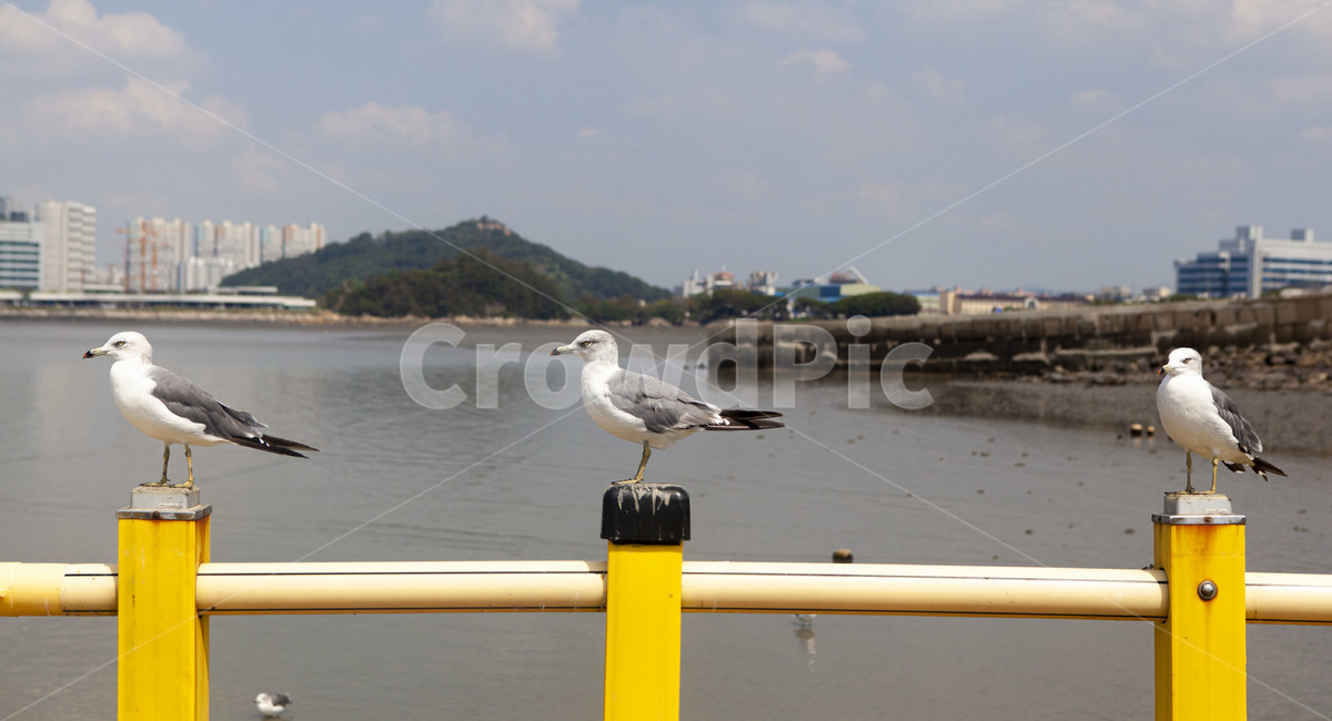 갈매기,바다,동물,갯벌,풍경,landscape