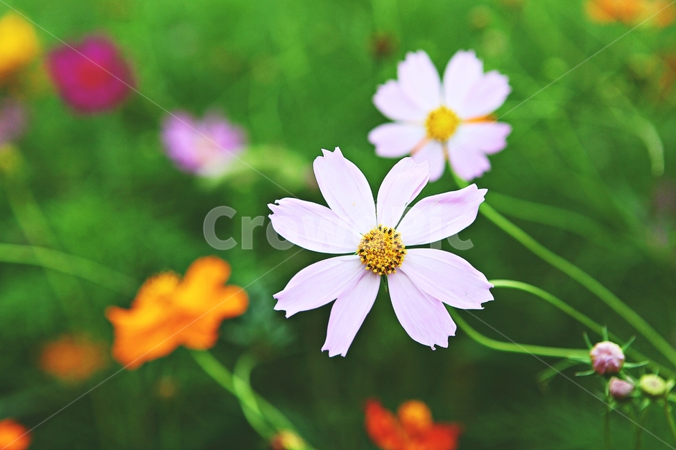 코스모스,꽃,꽃잎,식물,자연,공원,가을,가을꽃,식물,자연,plants,nature,꽃,flower