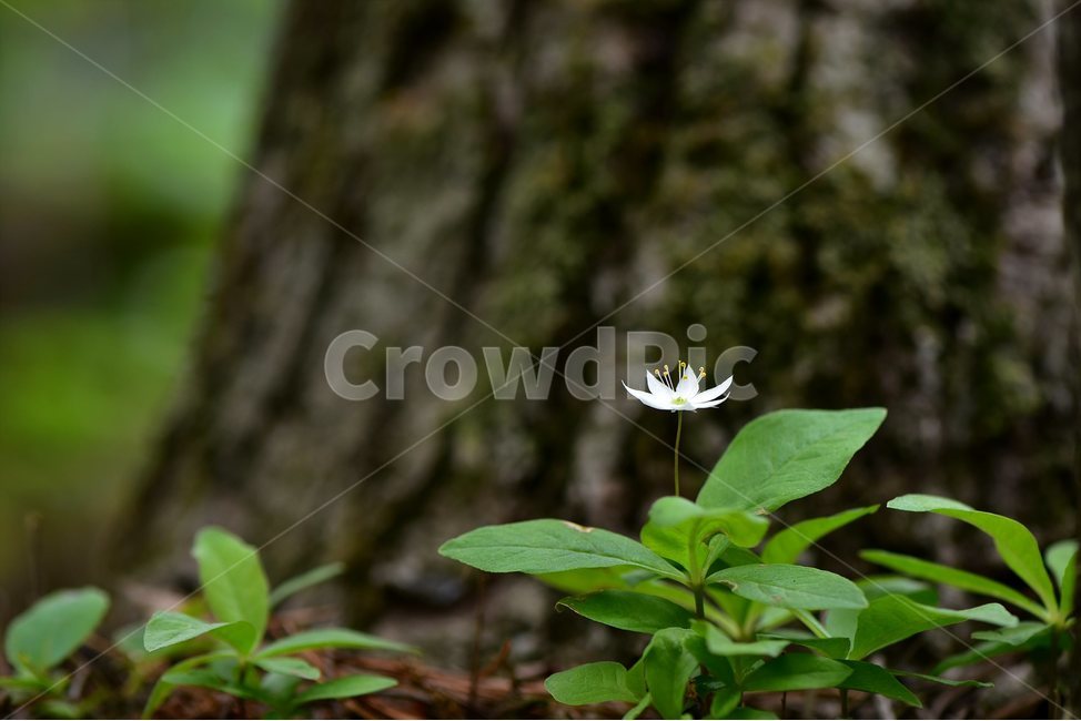 참기생꽃,야생화,식물,자연,생태,꽃,힐링,플라워,wildflower,flower,plants,nature,season,감성,느낌,emotion,feeling,앵초목,앵초과,기생꽃속,여러해살이풀,희귀식물,식물,자연,plants,nature,꽃,flower
