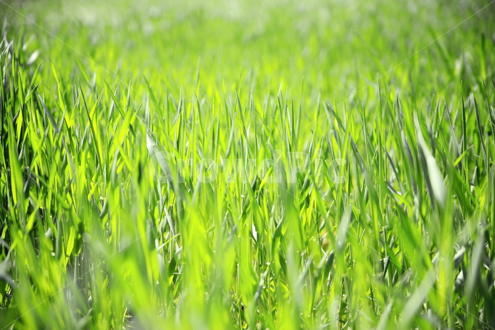 풀,초록색,싱그러움,grass,green