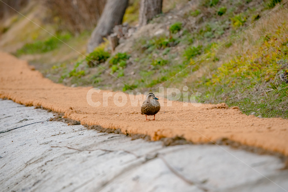 bird,동물,새,animal,오리,duck,동물,animal,조류,새,birds