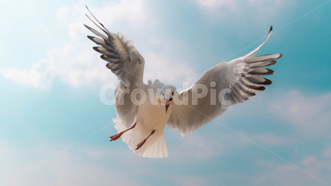 갈매기,부산,바다,새,순간포착,동물,animal,조류,새,birds