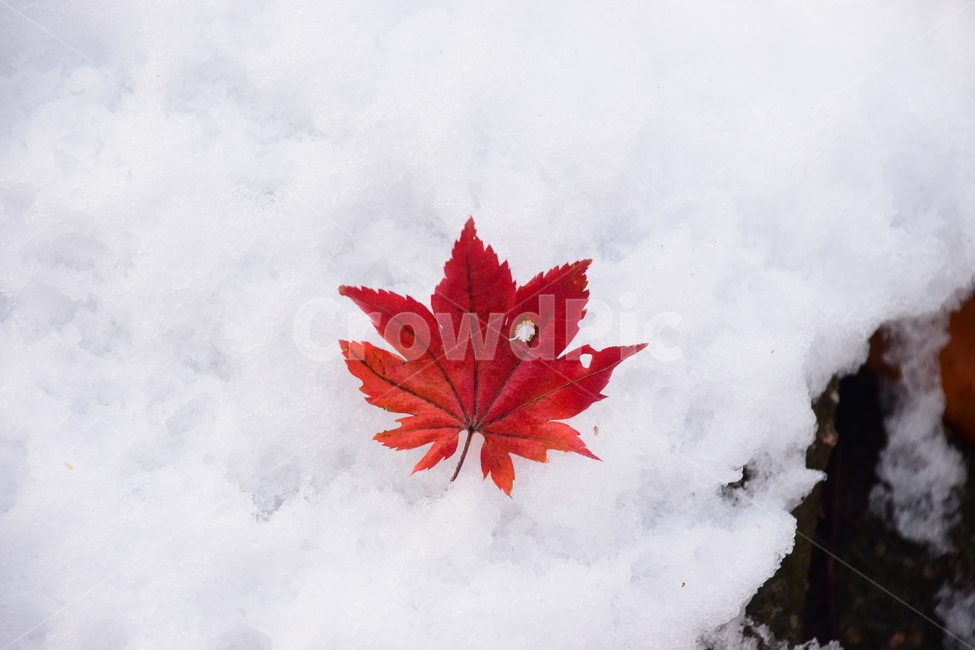 단풍,잎,눈,감성,힐링,자연,아름다운,고운,나뭇잎,가을,fall,가을,계절,fall,autumn,season,겨울,winter,plant,식물,leaf,tree,나무