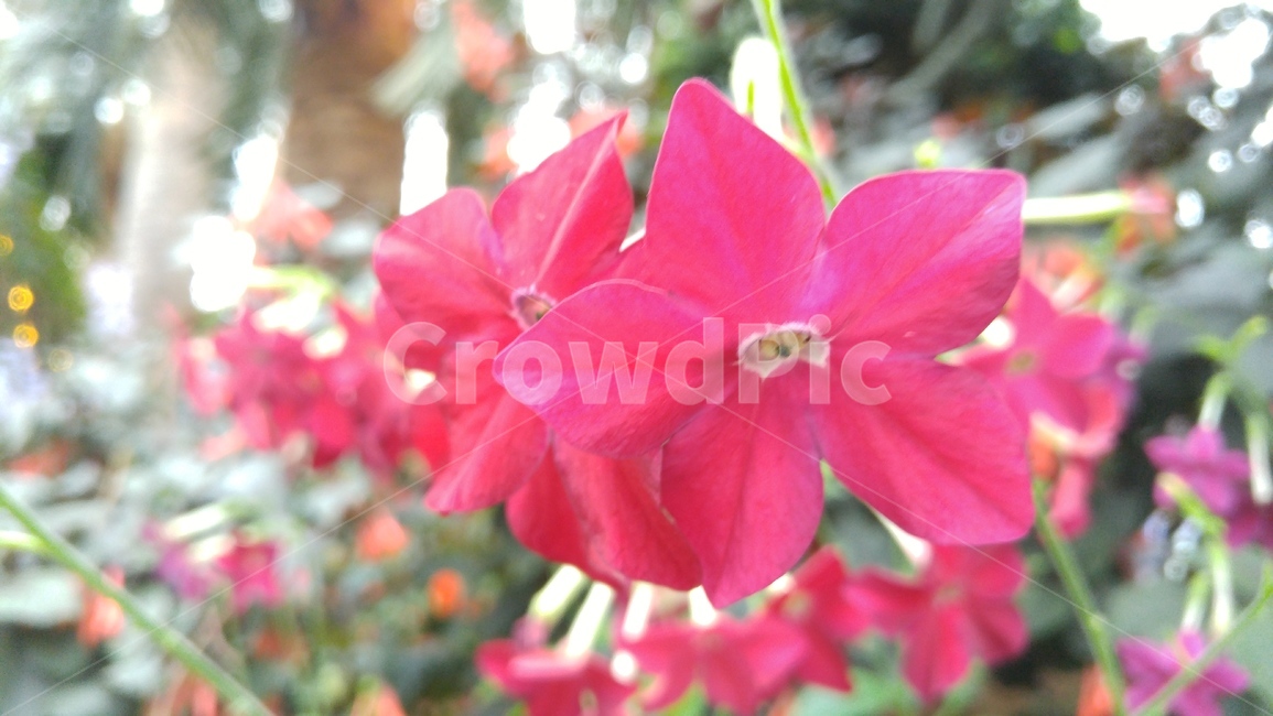 봉우리,꽃클로즈업,식물,꽃,자연,flower,붉은꽃,꽃봉오리,식물원꽃