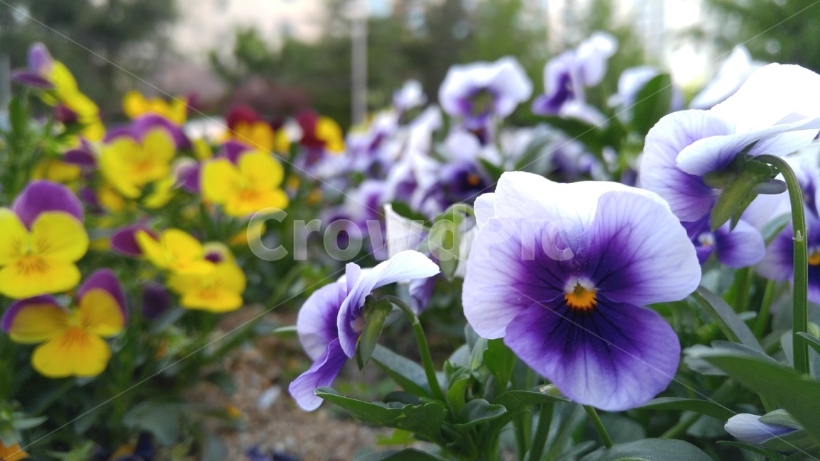 팬지,팬지꽃,꽃,식물,노랑,주홍색,배경,감성,계절,화단,panzi,panziflower,flower,flant,yellow,scarlet,background,emotional,season,aflowerbed,colorful