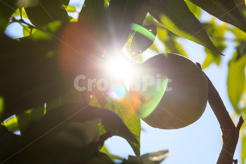 복숭아,과수원,식품,과일,수확,가을,익은,농업,과일,열매,fruit