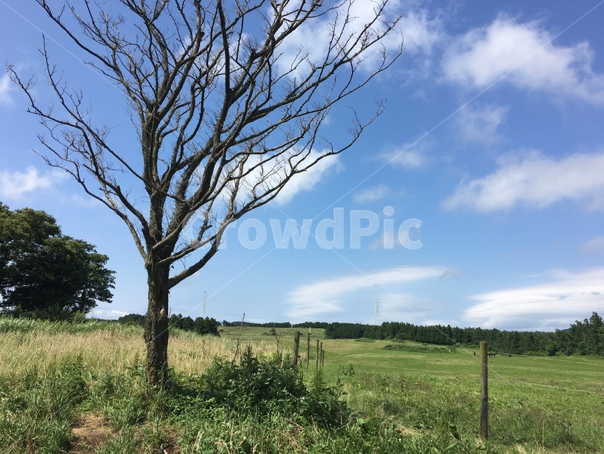 나무,식물,자연,옥외,field,outdoors,tree,nature,plant,들판,제주도,제주말목장,잔디,목장,하늘,구름,jejuisland,jeju,목초지,들,colorsense,grassland,한국자연풍경,한국자연경관,한국풍경