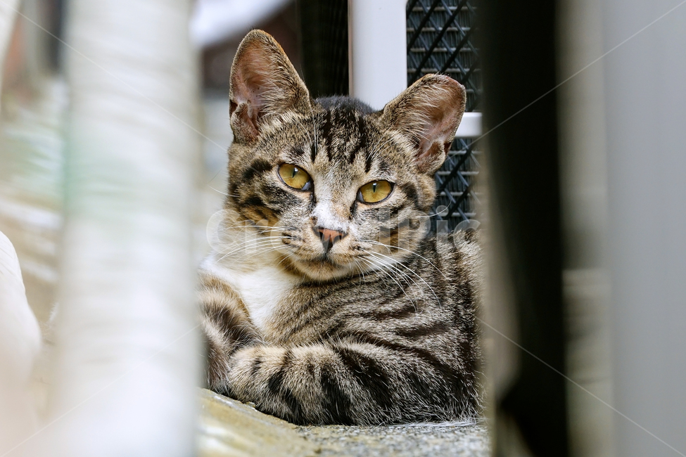 고양이,길고양이,길냥이,야옹이,냐옹이,애완묘,반려묘,애완동물,펫,캣,도둑고양이,야생동물,pet,cat,alleycat,wild,wildlife,abyssinian,mammal,animal,동물,animal,포유류,mammal,고양이,cat,kitten,kitty