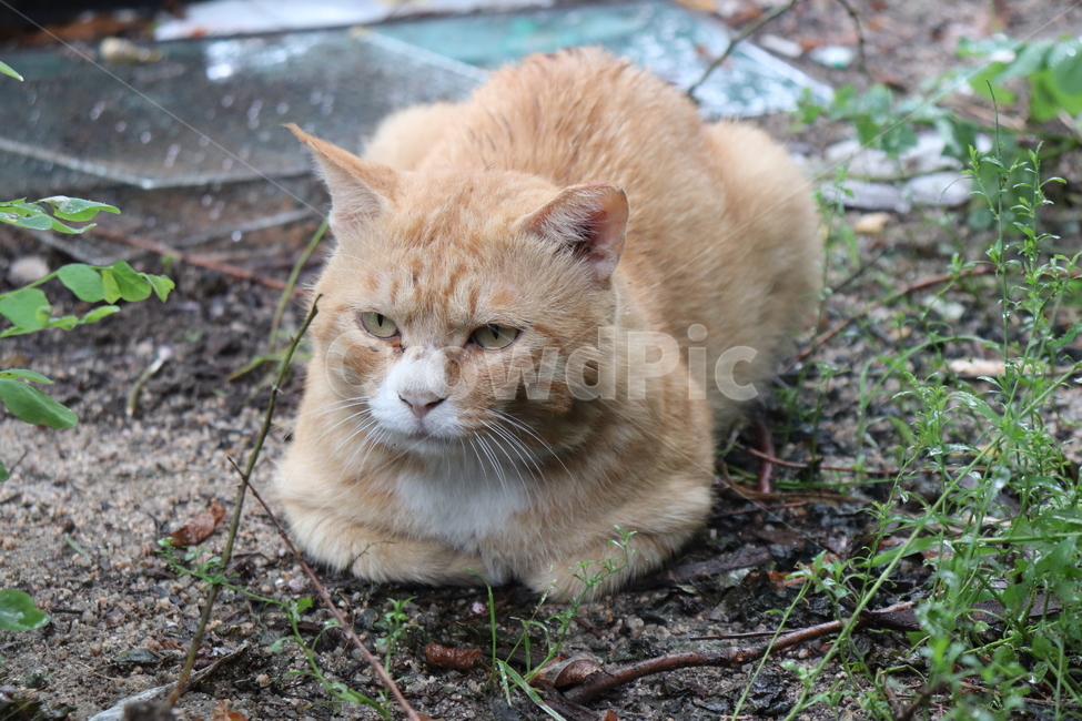cat,고양이,동물,animal,길고양이,cute,동물,animal,포유류,mammal,고양이,cat,kitten,kitty