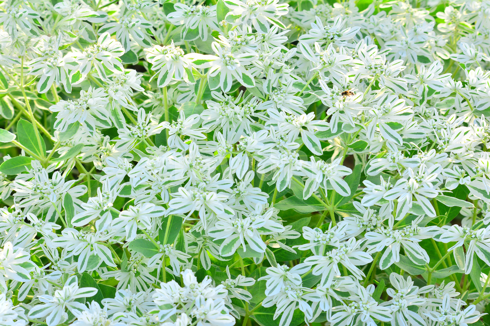 꽃,설악초,하얀색꽃,식물,초본,여름꽃,패턴,원예종,흰색,화이트,flowers,white,plants,식물,자연,plants,nature,꽃,flower