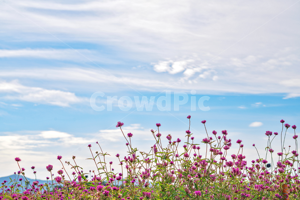 flower,천일홍,꽃,plant,풍경,가을,계절,fall,autumn,season,식물,자연,plants,nature,꽃,flower,blossom,petal,꽃잎