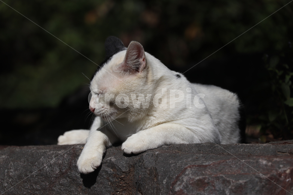 pet,고양이,animal,동물,cat,동물,animal,포유류,mammal,고양이,cat,kitten,kitty