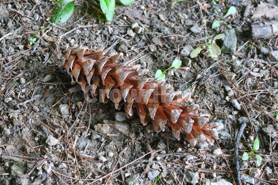 솔방울,자연,흙,생명,가을,솔잎,공원,nature,natural,가을소품
