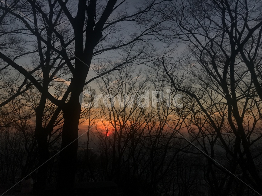나무,노을,하늘,풍경,자연,가지,나뭇가지,태양,자연,풍경,nature,landscape,outdoors,옥외,dusk,황혼,sunset,일몰,sky,dawn,새벽,red sky,붉은 하늘