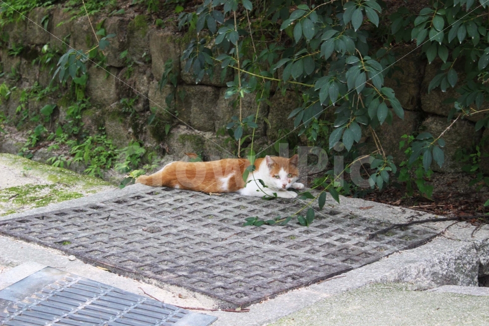 고양이,동물,식물,휴식,여름,햇빛,나른,오후,평화,쉼,동물,animal,고양이,cat,kitten,kitty,포유류,mammal