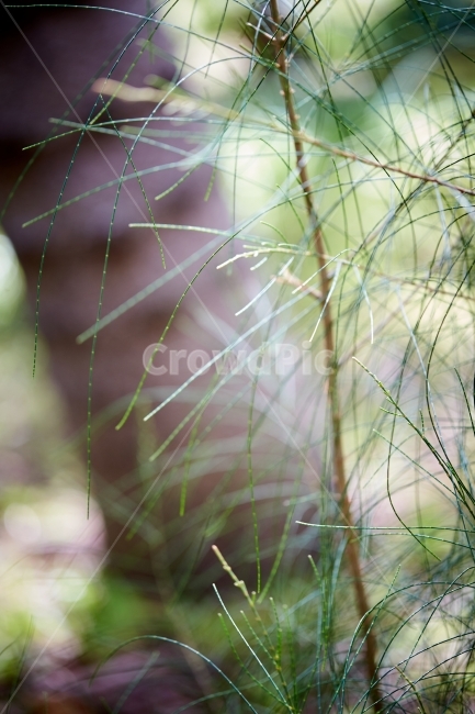 풀,나무,숲,네츄럴,자연,식물,자연,plants,nature