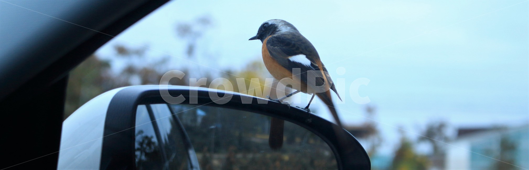 새,bird,조류,작은새,버드