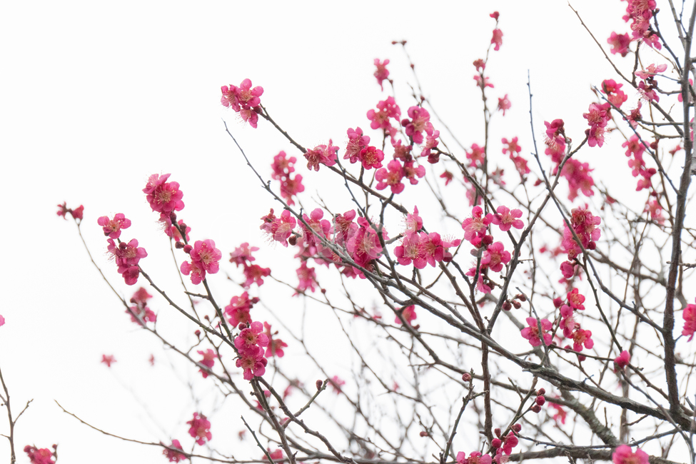 홍매화,매화,꽃,flower,apricot,겨울,식물,plant,blossom,red,빨간꽃,봄,계절,spring,season,식물,자연,plants,nature,꽃,flower