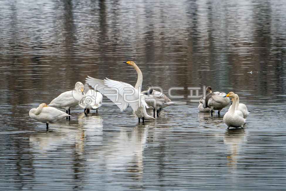 고니,큰고니,백조,겨울철새,식물성먹이