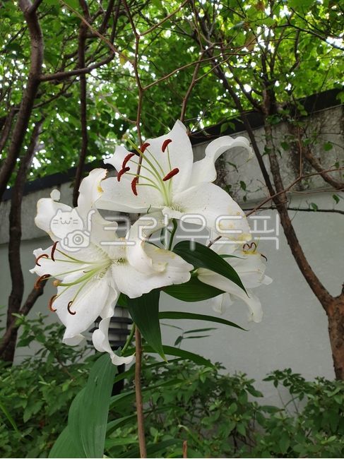 lily flower,White,pure,wide open,Lily,white lily,flower
