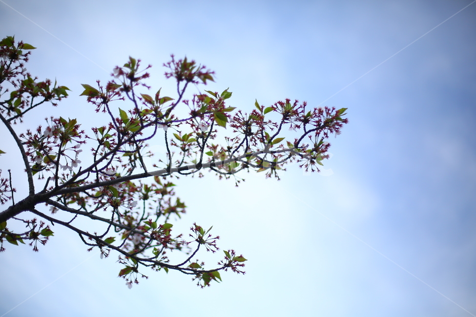 봄,꽃,노을,연지공원,햇살,꽃말,벚꽃,식물,자연,plants,nature,꽃,flower
