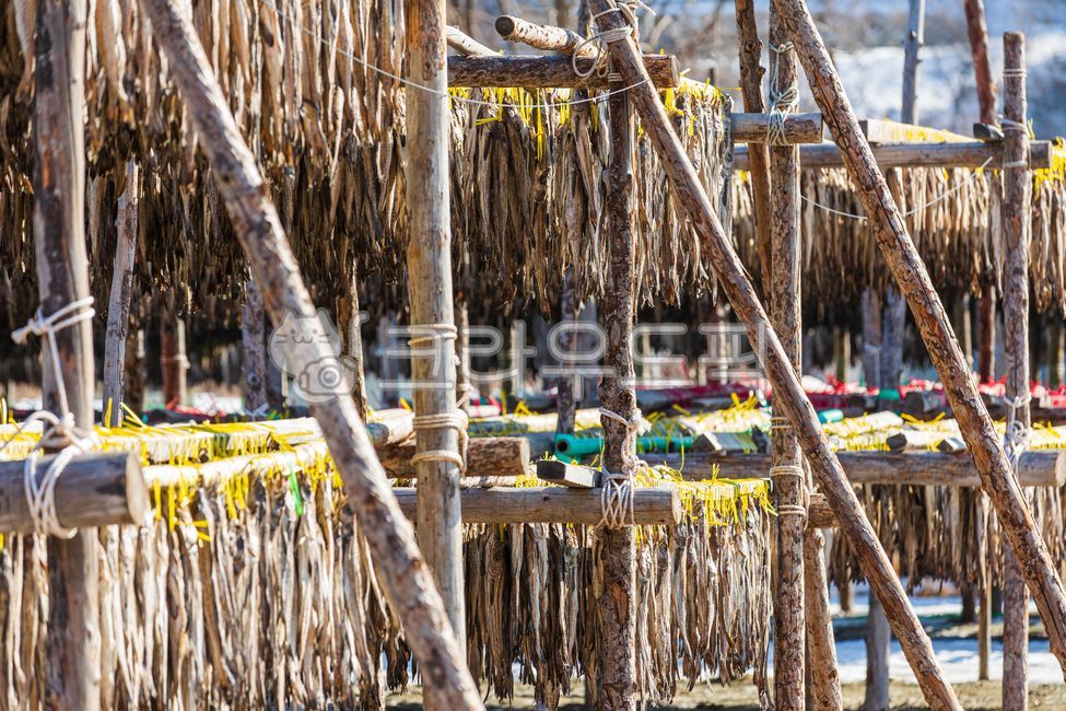 황태덕장,겨울바람,겨울,바람,말린,명태,황태,덕장,강원도,추운,날씨,말린거,말리는,건어물,황태포,황태포무침,황태국,황태찜,황태불고기,황태채,고단백,단백질,겨울식품,식품,대구과,생선,물고기,북태평양,야외,따뜻한,햇살,winter,wind,dried,pollack,cold,protein,winterfood,food,gadidae,fish,outdoor,weather,warm,sunlight,driedpollack,theragrachalcogramma,alaskapollock,walleyepollock,gaduschalcogrammus