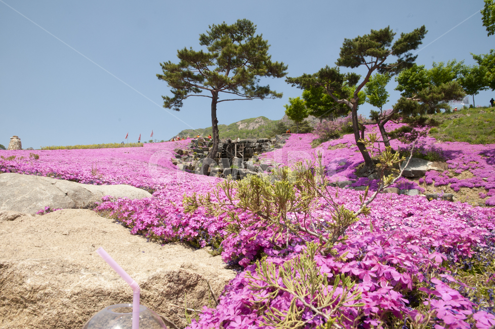 황매산,봄,꽃,봄꽃,잔디꽃,flower,돌담