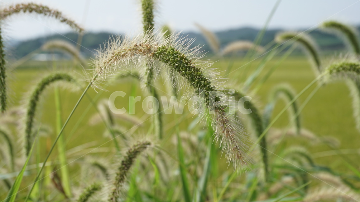 자연,농촌,강아지풀,여름,푸릇,초록,설레임,감성,식물,자연,plants,nature