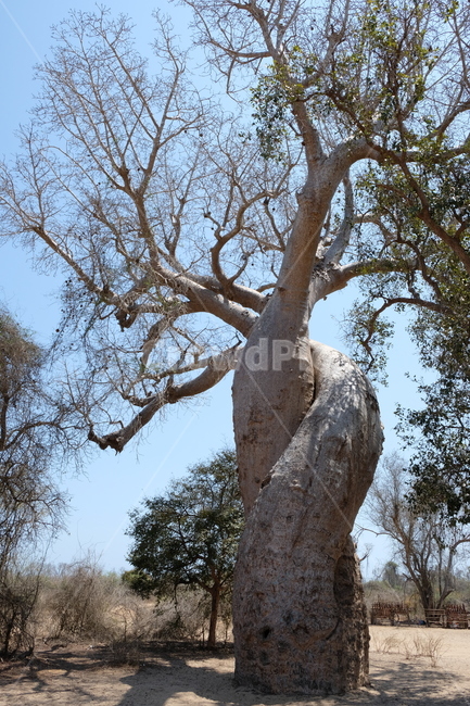 바오밥나무,바오밥,마다가스카르,아프리카,어린왕자,자연,나무줄기,줄기,tree,plant,식물,nature,식물,자연,plants,nature,나무,trees,wood