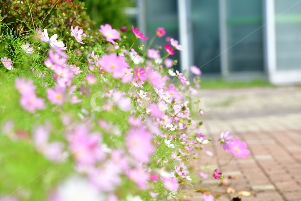 코스모스,꽃,가을,식물,자연,plant,flower,식물,자연,plants,nature,꽃,flower