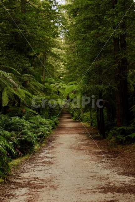 자연,숲,나무,숲길,오솔길,배경,자연,풍경,nature,landscape,path,통로