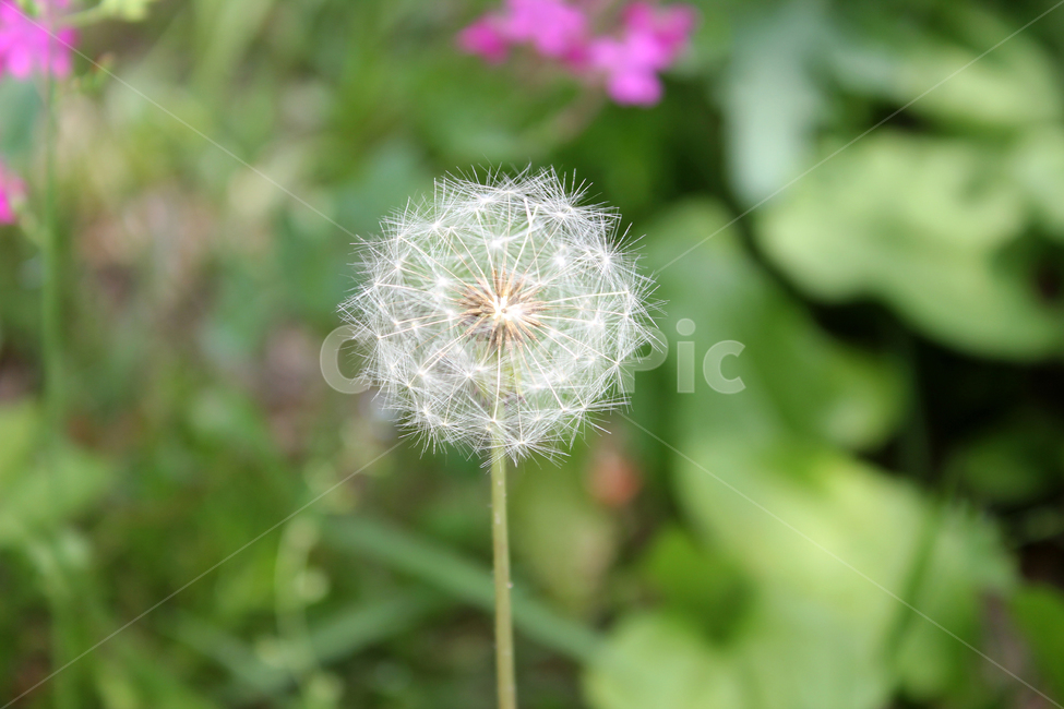 민들레씨,씨앗,민들레,민들레씨앗,씨,꽃씨,자연,식물,클로즈업,seed,plant,dandelion,green,녹색,그린,seeds,soft,부드러운,봄,spring,야외,정원,식물,자연,plants,nature,꽃,flower