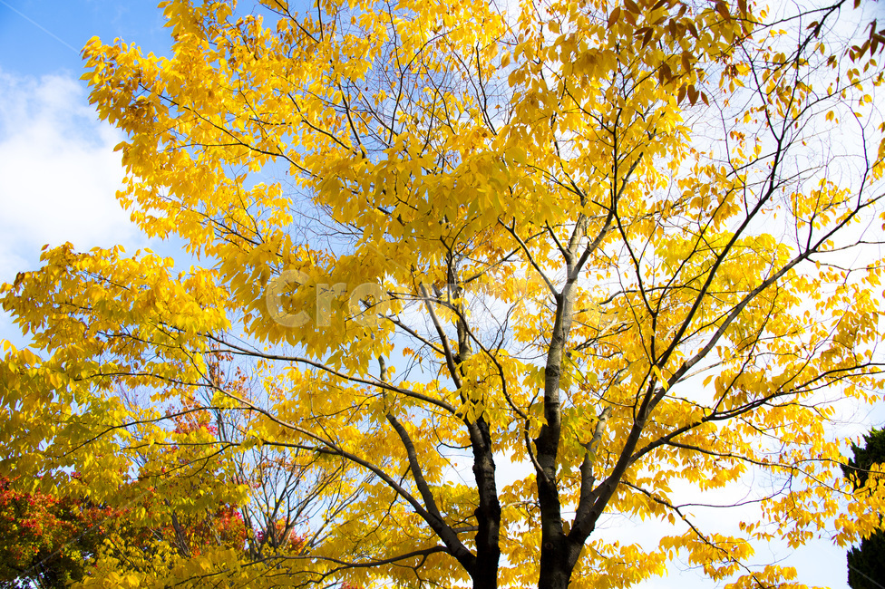 낙엽,단풍,가을,나뭇잎,단풍잎,tree,나무,plant,식물