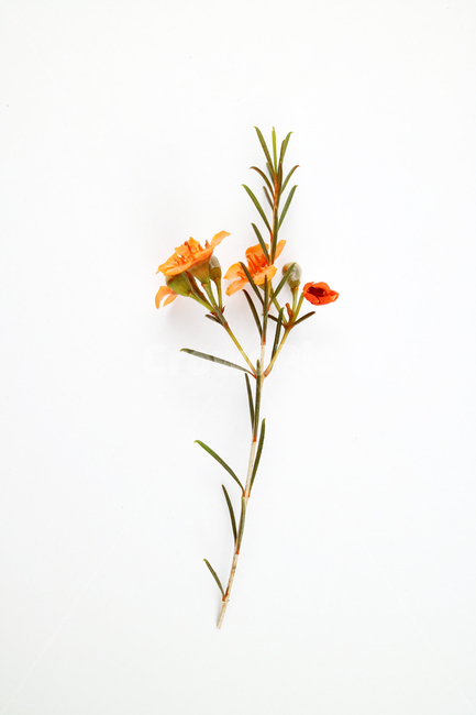 꽃,식물,꽃송이,왁스플라워,배경,백그라운드,꽃봉오리,flower,nature,flora,background,꽃,flower