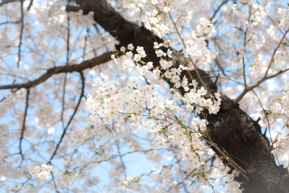 벚꽃,벚꽃엔딩,체리블로썸,꽃나무,봄꽃,봄,꽃,plant,flower,식물,blossom,식물,자연,plants,nature,꽃,flower