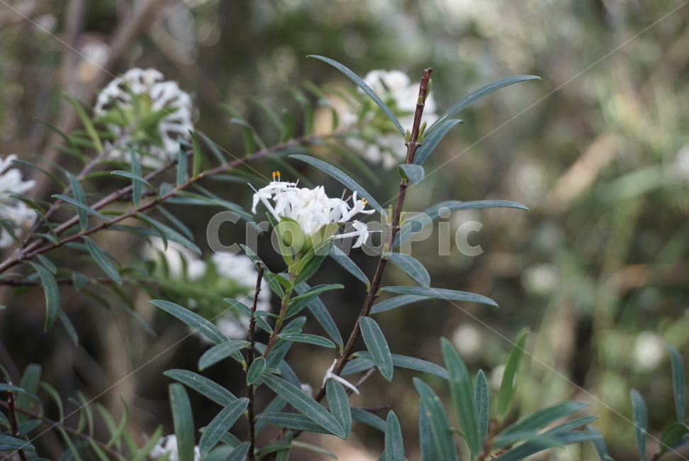 꽃,봄,식물,햇살,자연,식물,자연,plants,nature,꽃,flower