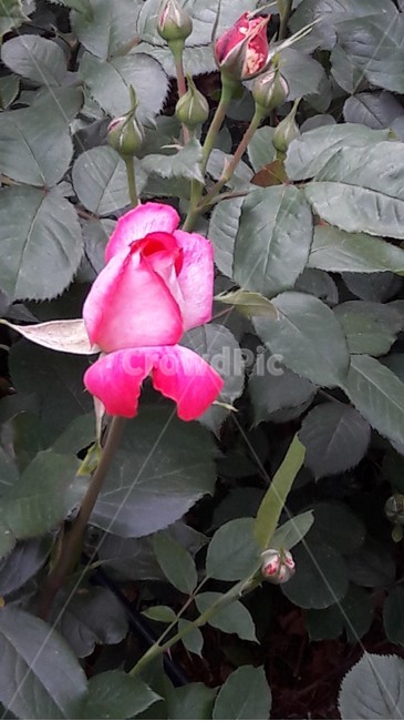 분홍장미,장미,봄꽃,5월장미,장미꽃봉우리