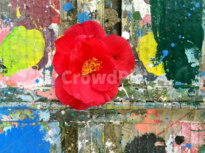 꽃,빨간꽃,동백꽃,색,컬러,물감,페인트,꽃,flower