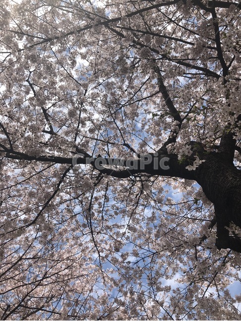 벚꽃,나무,꽃,봄,분홍,색감,평화로운,편안한,힐링,치유,여유,자연,풍경,계절,spring,pink,cherryblossom,flower,tree,nature,rest,relaxation,healing