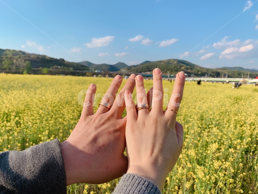 유채꽃,유채꽃밭,손,커플,커플링,꽃축제,축제,봄,노란색,하늘,봄날씨,꽃놀이,연인,사람,모델,손모델,데이트,배경,꽃,꽃밭,구름
