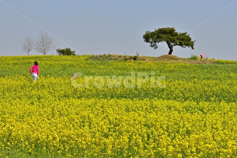 전북,고창,청보리밭농원,학원농장,유채밭,유채꽃,봄,계절,field,들,grassland,outdoors,옥외,nature,자연,rural,농촌,farm,농장,meadow,목초지,human,인간,person,사람
