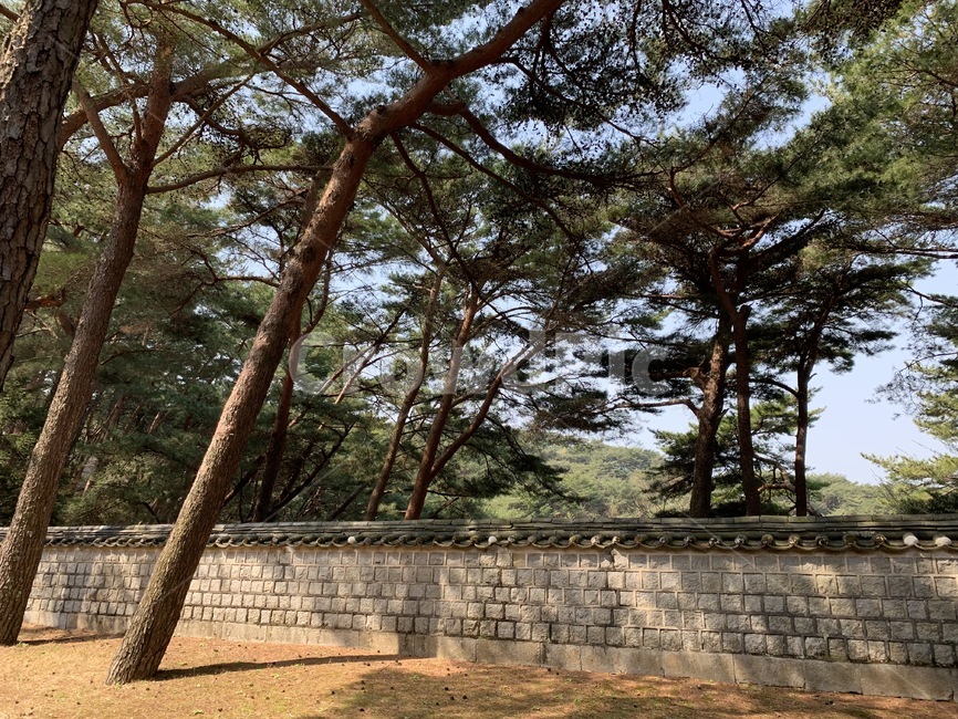 tree,나무,plant,식물,돌담,소나무