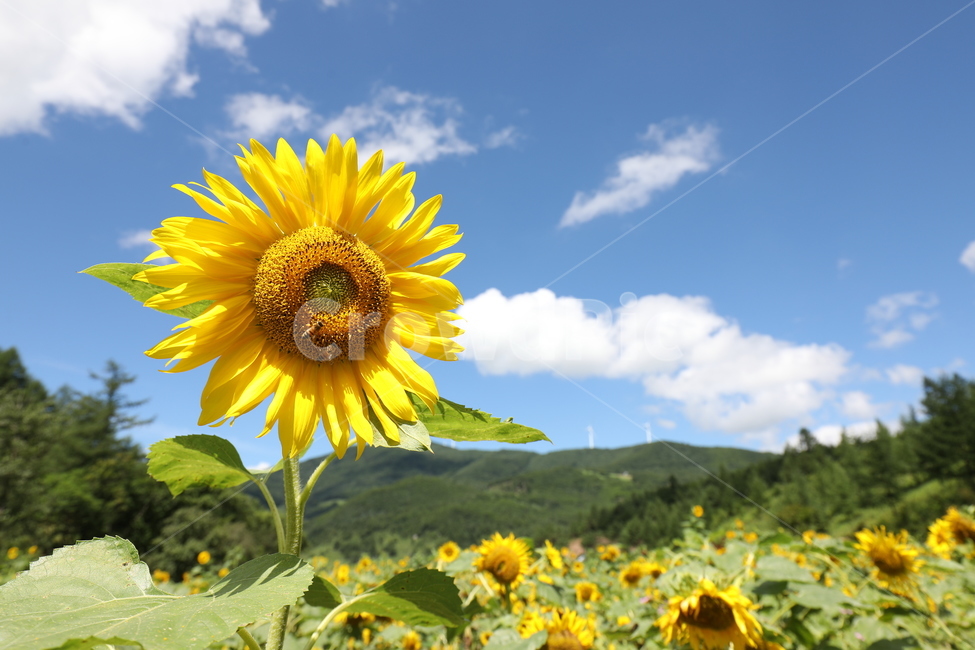 해바라기,하늘,꽃,꽃밭,구름,여름풍경,여름,여름,계절,summer,season,가을,fall,autumn,식물,자연,plants,nature,꽃,flower,plant,blossom,sunflower