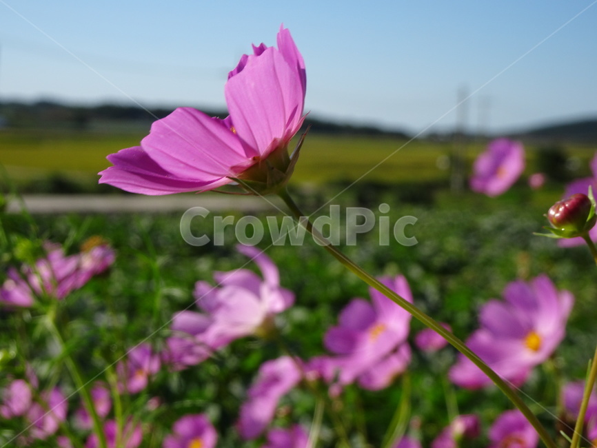 코스모스,꽃,가을,하늘,시골,자연,가을,계절,fall,autumn,season,식물,자연,plants,nature,꽃,flower,blossom,geranium,제라늄,plant