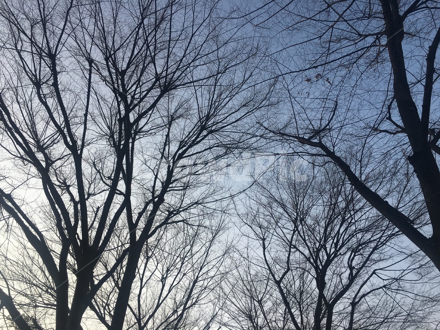 겨울,나뭇가지,앙상한,나무,겨울하늘,자연,풍경,nature,landscape,tree,plant,식물,tree trunk,나무 줄기