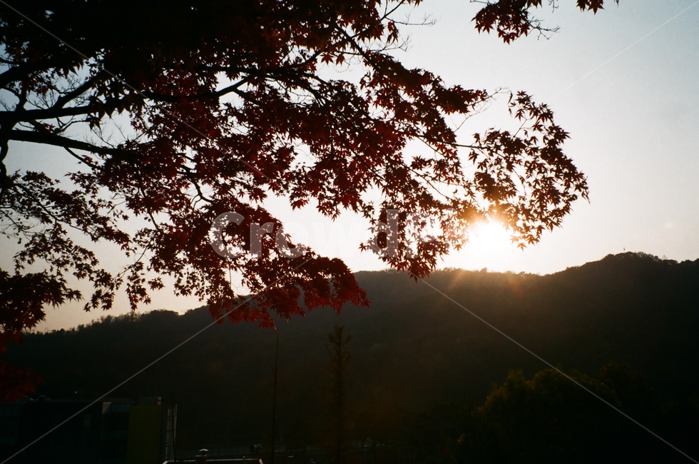 가을,단풍,저녁,태양,해,노을,빨강,산,필름,필름카메라,필카,가을,계절,fall,autumn,season,자연,풍경,nature,landscape,식물,plants,나무,trees,wood,tree,plant