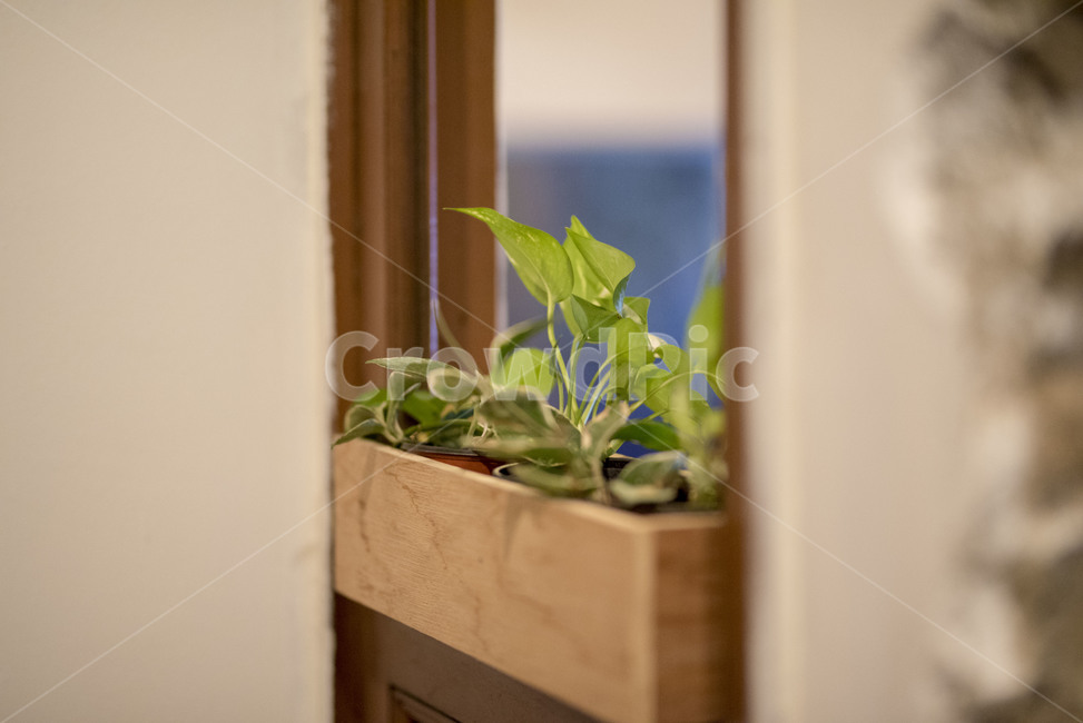 카페,식물,plant,풀,벽,wall,식물,자연,plants,nature,실내용화초,화분,화초,house plant,인테리어,실내디자인,interior design