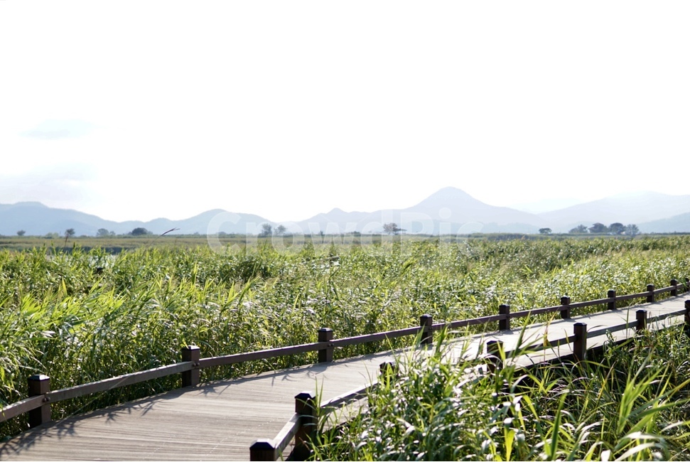 outdoors,옥외,nature,자연,순천,순천만습지,갈대밭,갈대,여름갈대,전남,습지,식물,자연,plants,nature