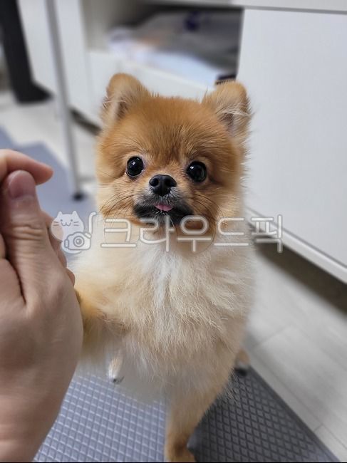 tongue,high five,smile,attractiveness,form,pomeranian,braided,snout,pet dog,dog,laugh,hand