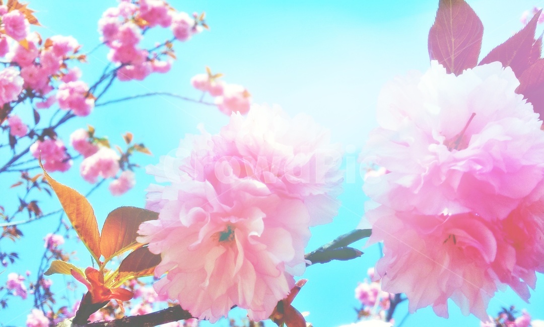 겹벚꽃,봄꽃,봄,꽃,cherryblossom,분홍꽃,분홍,pink,flower,blossom,plant,sky,하늘,식물,자연,plants,nature,꽃,flower